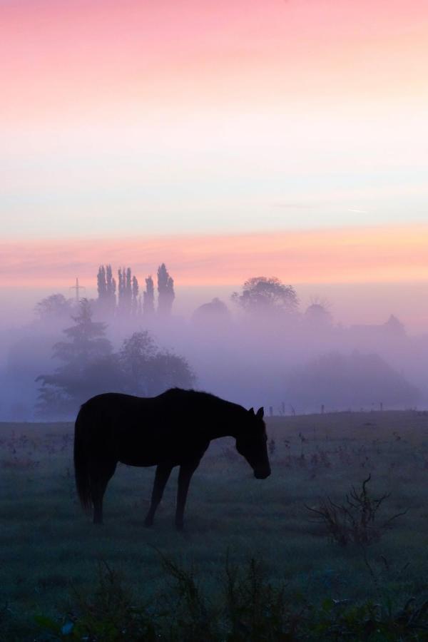 Gite Rural Les Petites Tetes Leuze-en-Hainaut Esterno foto